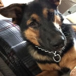 Meet your Posher, Cameron